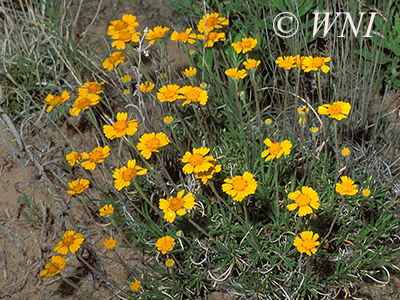 Plains Yellow Daisy (Tetraneuris scaposa)
